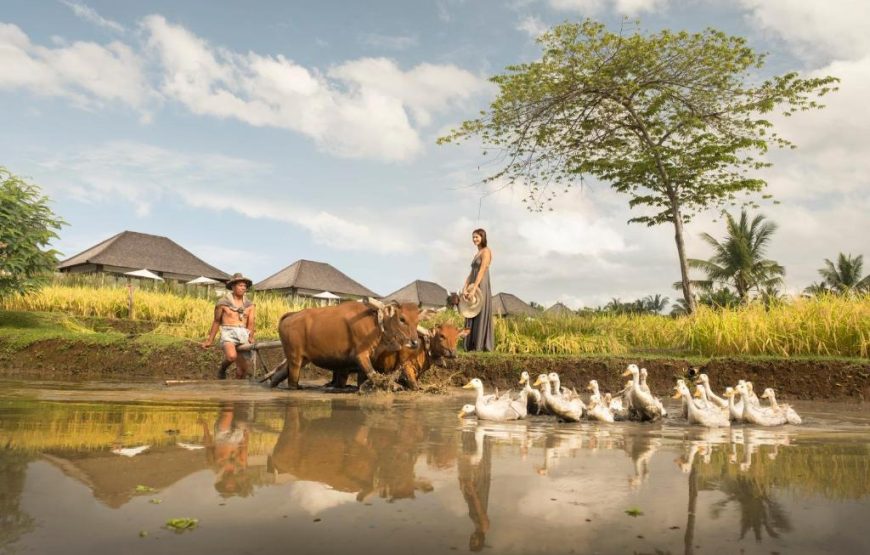 Desa Visesa Ubud | هتل ویسسا وبود