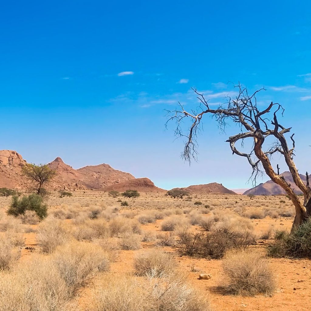 مالی